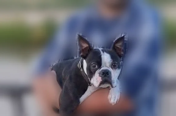 Lost dog, East Windsor Shadows, Mesa - black and white tuxedo pattern - photo
