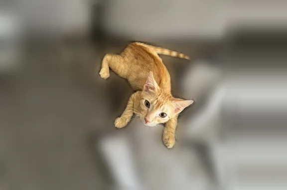 Lost cat, Green Drive, 7606, Gloucester Point, Gloucester Point - male, skittish, purple calming collar - photo