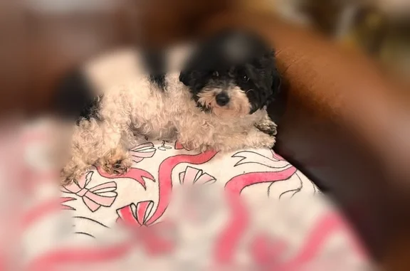 Lost dog, Winton Avenue, 3102, Indianapolis - black and white, small, curly-haired coat - photo