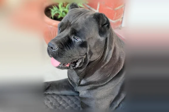 Missing dog Manteca, photo: Lost dog, West Lupton Street, Manteca - female, very friendly