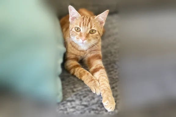 Lost and found pets Chico, photo: Lost cat, Amanda Way, 2055, Chico - female, shy indoor orange and white tabby