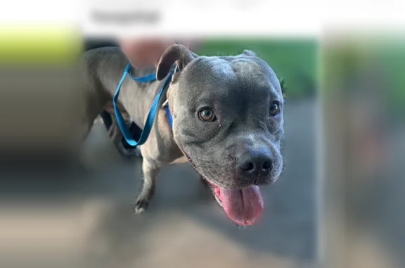 Lost and found pets Huntington, photo: Found dog, Hal Greer Boulevard, 1400, Huntington - blue/silver male pit bull
