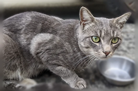 Chat trouvé Betton, photo: Chat trouvé mâle, Rue d'Hoëdic, 8, Betton - peureux et amaigri