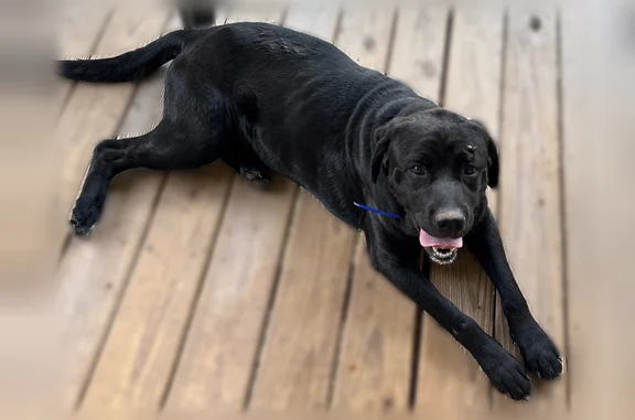Found dog, Community Park Road...