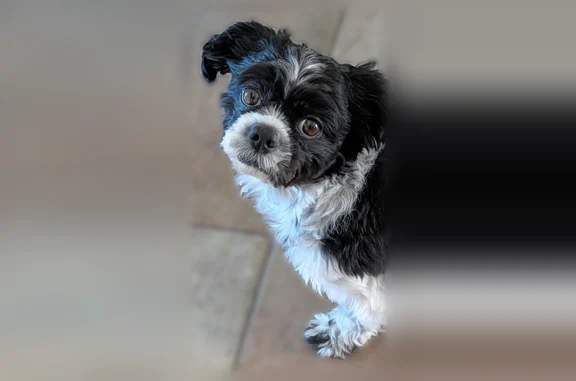 Lost dog, North Elizabeth Court, 1225, Casa Grande - female Shih Tzu - photo