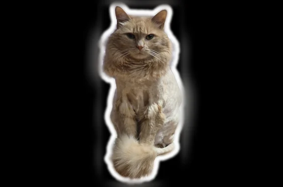 Lost cat, Coral Court, 2498, North Bellmore - male, ginger, long-haired with a lion cut - photo