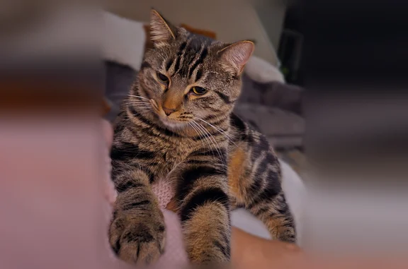 Lost cat, Moravian Drive, 38425, Mount Clemens - female brown and black tabby, chipped - photo