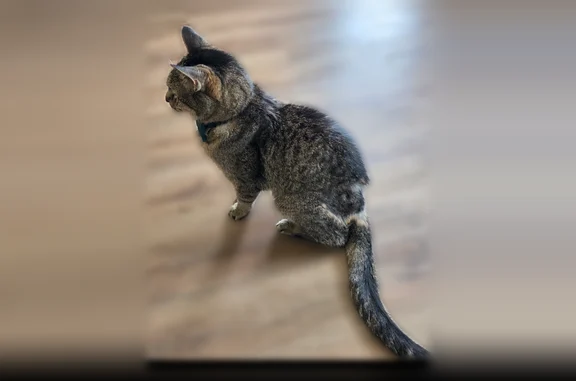 Lost and found pets Clarksville, photo: Found cat, Robb Avenue, 625, Clarksville - small grey tabby, declawed, neutered
