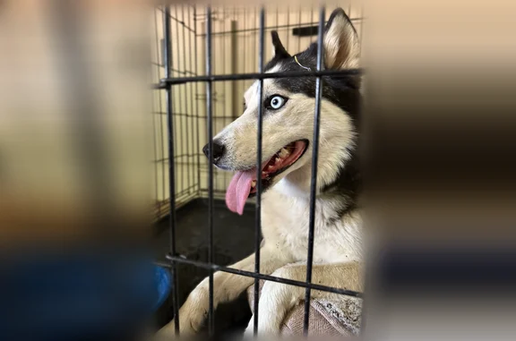 Found dog Mesa, photo: Found dog, East 2nd Street, 1641, Mesa - female husky