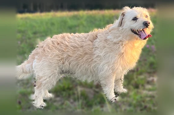 Lost dog, White Spruce Road, 16465, Bridgeville, Washington - female, spayed, no collar - photo