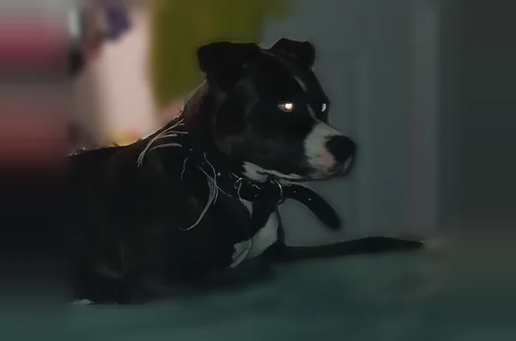 Lost dog, Benton Pike Northeast, 5569, Cleveland - female, black and white fur, blue eyes - photo