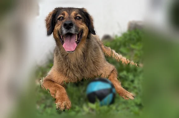 Lost dog, East 29th Street, 567, Minneapolis - German shepherd, afraid of loud noises - photo