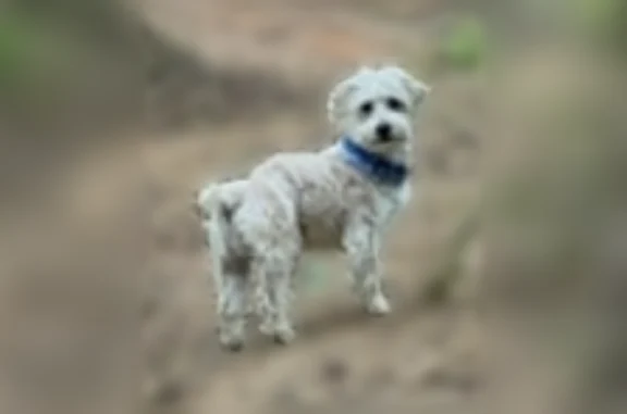 Lost dog, Sweet Gum Valley Road, Charleston - male, small white schnoodle with a blue bandanna - photo