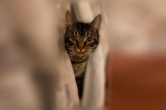 Lost cat, Lincoln Highway, 380, Fairless Hills, Arlington - male domestic tabby - photo