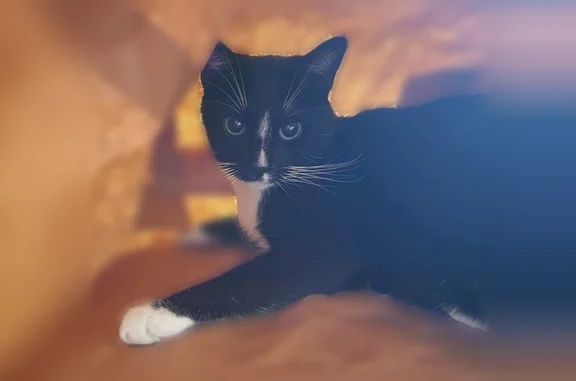 Lost cat, Carousel Circle South, 9720, Coconut Creek - male, green eyes - photo