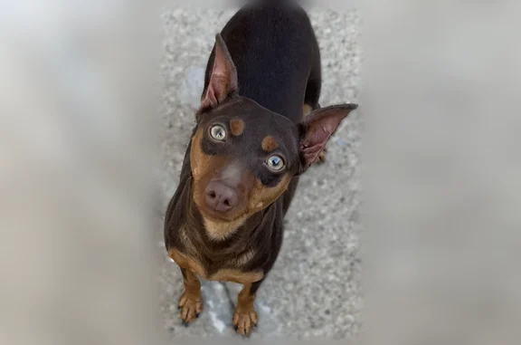 Lost and found pets Chicago, photo: Lost dog, South Spaulding Avenue, 2811, Chicago - female miniature pinscher