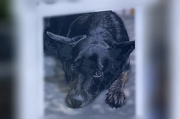 Lost dog, Camilla Road, 1811, Killeen, Allen - all black with light brown stripes - photo