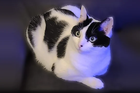 Missing cat Greensboro, photo: Missing cat Female, Greensboro (usl539150)