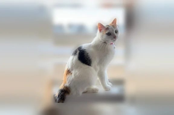 Lost and found pets Alexander, photo: Lost cat, Pine Rock Court, 398, Little Rock, Alexander — female, light eyes