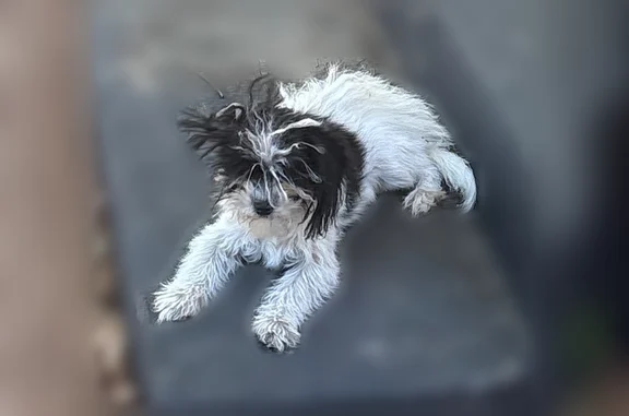 Lost and found pets Waterford, photo: Lost dog, C Street, 344, Waterford — white with black spots on her head
