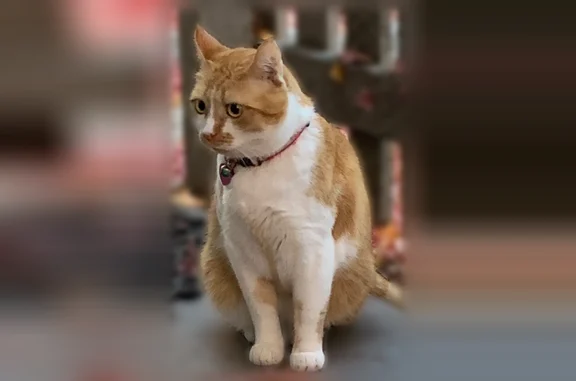 Lost cat, White Fir Court, Cupertino - male orange and white tabby with red collar and pink tag - photo