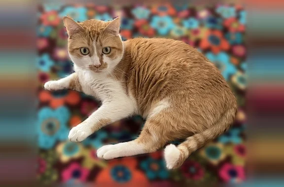 Lost cat, White Fir Court, Cupertino - male orange and white tabby with red collar and pink tag - photo