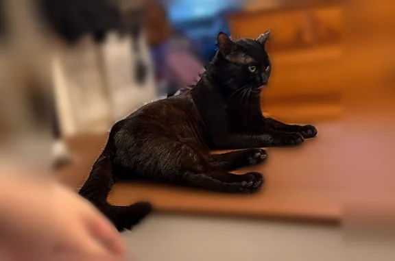 Lost cat, South French Avenue, 316, Arlington, Seattle - male, not neutered, large round cheeks - photo