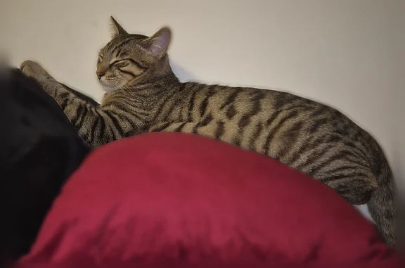 Chat perdu mâle, Boulevard de Stalingrad, 30, Choisy-le-Roi - répond à son nom - photo