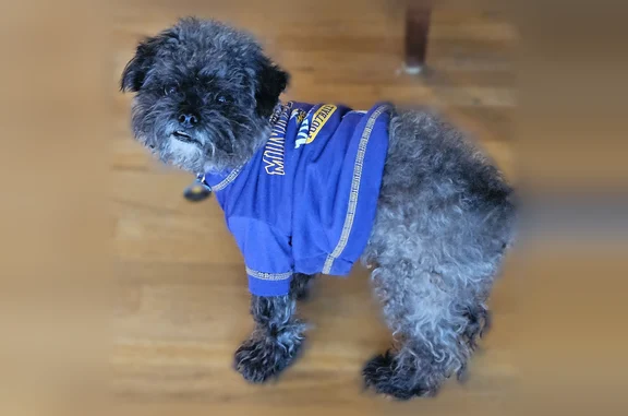 Lost dog, Red Cedar Road, 1461, Eagan - male, Shih Tzu mix, blue, green and yellow collar - photo