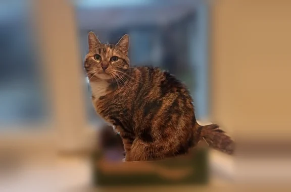 Perdue chatte femelle, Rue Belin, 57, Reims, Paris - pucée et stérilisée - photo