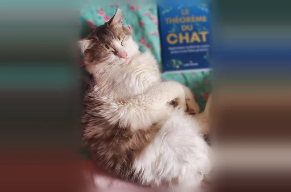 Chat perdu mâle, Rue Brillet, Nogent-sur-Marne, Paris - castré, pucé - photo