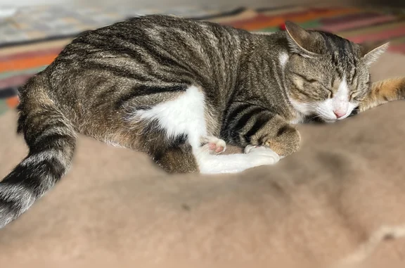 Chat perdu mâle, Cité du Labyrinthe, Paris - tigré gris, yeux vairons - photo