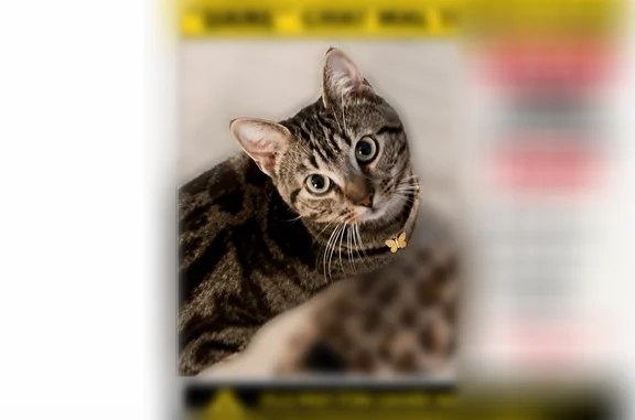Perdu chat mâle, Rue de Louvois, 11, Reims - tigré, 1 an - photo