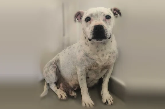 Perdu chien femelle, Rue Des Aigrettes, 5, Lormont - staffie craintive - photo