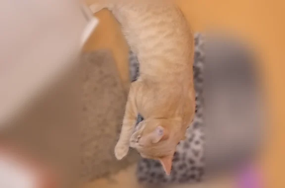 Chat disparu Garçon, Pessac (fl594531) - photo