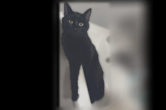Lost and found pets Columbia Heights, photo: Lost cat, 42nd Avenue Northeast, 233, Columbia Heights - male, all black with big green eyes