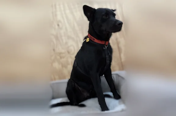 Lost dog, Winkelman, Arizona, Arlington - male black cattle dog mix - photo