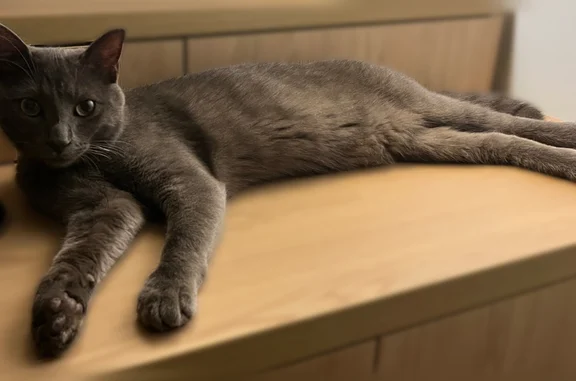 Chat perdu mâle, Rue de Lalheve Suza Basile, 3, Quinsac - collier coloré, gris avec une tache blanche sur l’encolure - photo