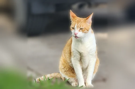 Lost and found pets San Antonio, photo: Found cat, Fall Valley Drive, 3051, San Antonio - white and yellowish, extremely friendly