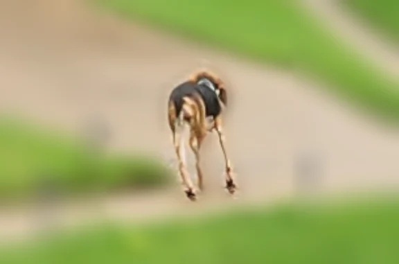 Lost and found pets Euless, photo: Found dog, Black Gum Trail, 3800, Fort Worth, Euless - brown puppy-like beagle mix