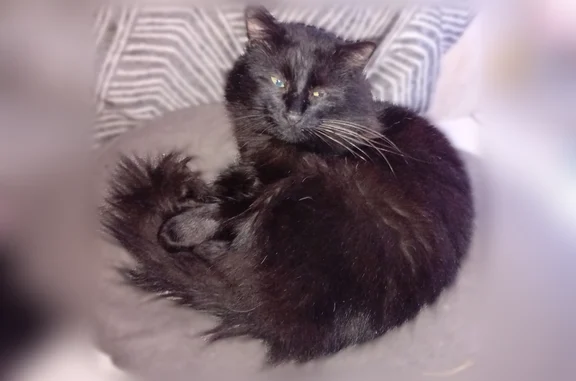Chat perdu mâle, Rue Gabriel Péri, 69, Yerres, Paris - noir à poils longs - photo