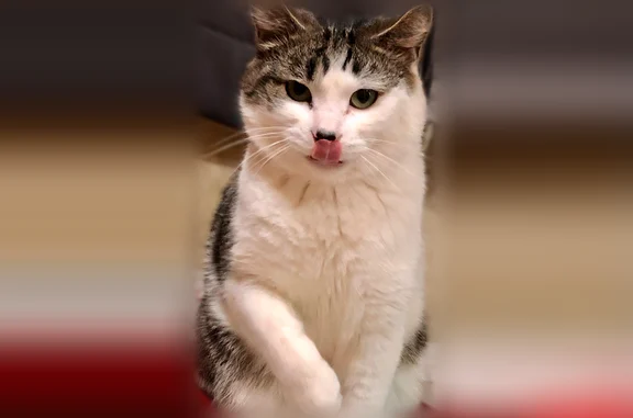 Lost cat, Cain's Park Drive, 52, Shinnston - photo