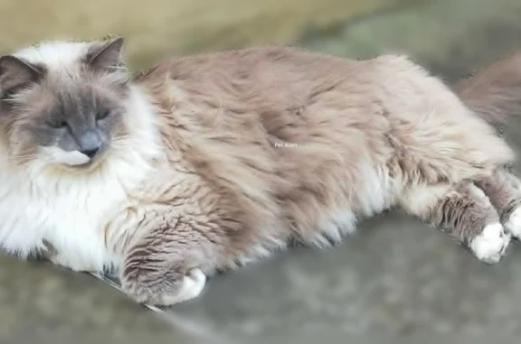 Chat perdu, mâle, Rue La Boétie, 10, Bergerac - Sacré de Birmanie, castré - photo