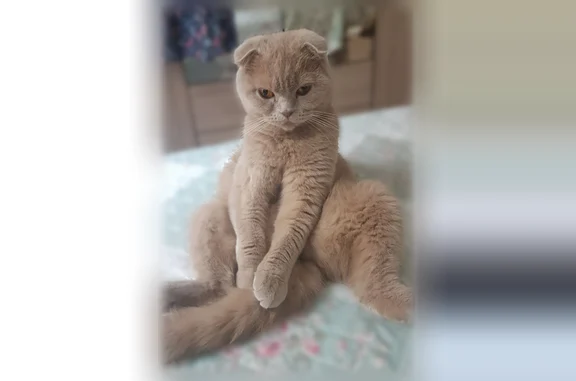 Perdu chat femelle, Avenue Edison, 74, Paris - oreilles pliées - photo