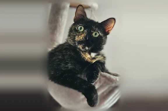 Perdu chat femelle, Chemin des Allemands, Sin-le-Noble, Paris - écaille de tortue, yeux verts - photo