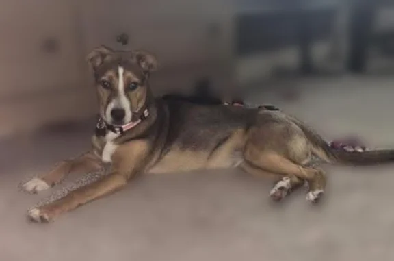 Lost dog, Clinton Loop Drive, 102, Arlington - female, pink collar, tricolor - photo