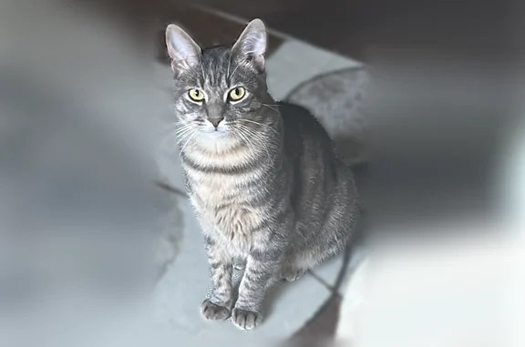 Lost cat, Wayforest Drive, 17715, Houston - female, short hair tabby - photo