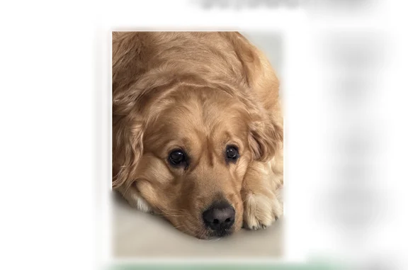Lost dog, Southwell Road, Dallas - male - photo