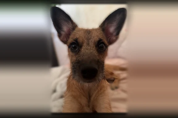 Lost dog, Hiahia Loop, 94-441, Waipahu - friendly, playful, no collar - photo