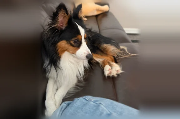 Found dog, North Central Expre...